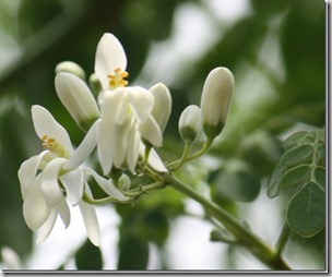 flor de moringa