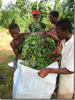 moringa