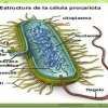 celulas procariotas celulas procariotas